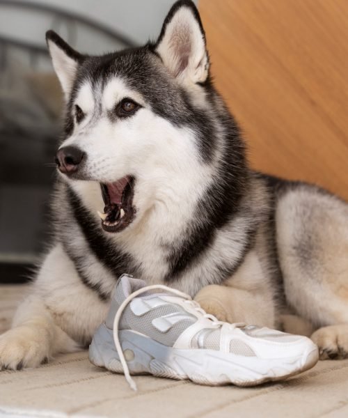 My NJ Injury Lawyer Howard P. Lesnik, Esq. in Mountainside, NJ (5)