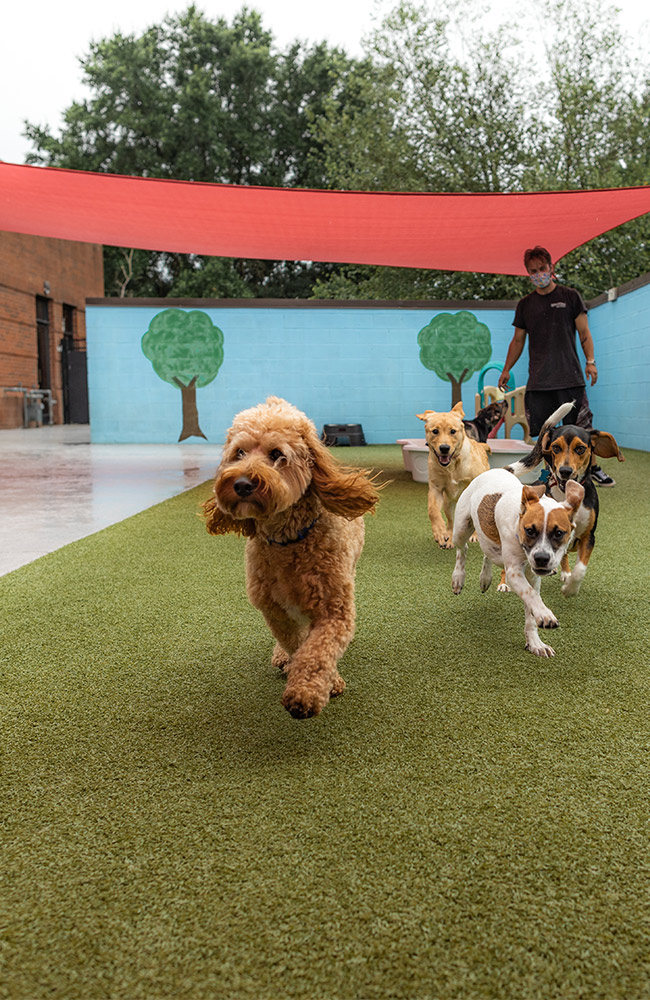 Lucky Dog Bark & Brew - Steele Creek in Charlotte, NC (2)