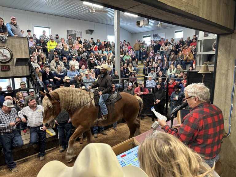 Shipshewana Auction in Shipshewana, IN (2)