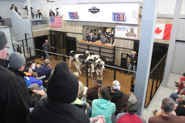 Shipshewana Auction in Shipshewana, IN (4)