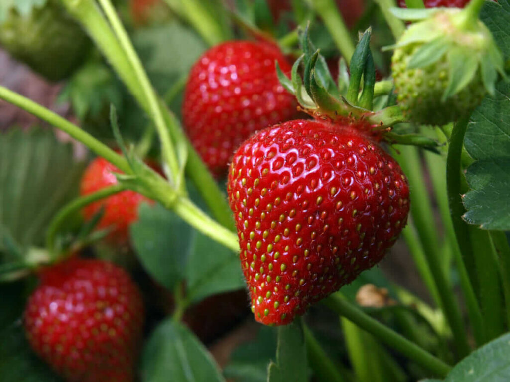the berry farm and orchard in Kutztown, PA (3)