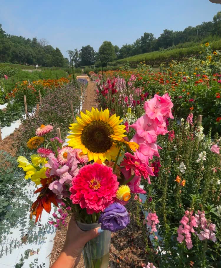 the berry farm and orchard in Kutztown, PA (5)
