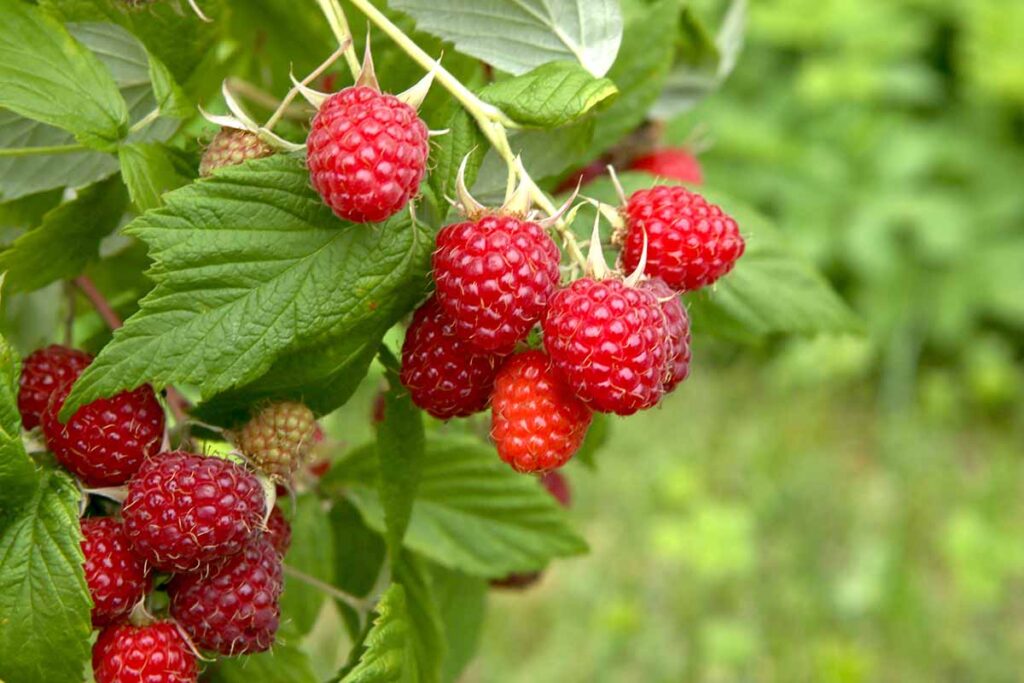 the berry farm and orchard in Kutztown, PA (6)
