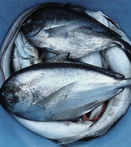 Apex Seafood & Market in Apex, NC (2)