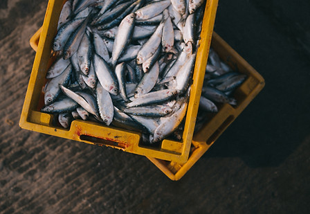 Apex Seafood & Market in Apex, NC (4)