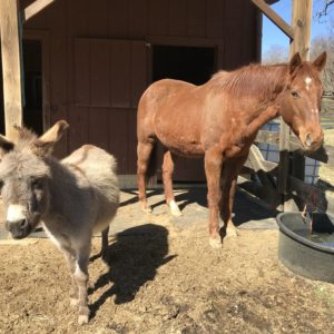 Blue Barn Farm in Williamsburg, PA (4)