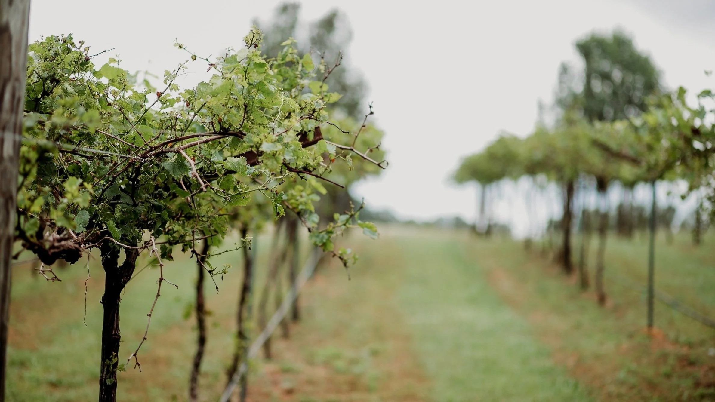 PaBella's Winery and Vineyard in West Point, GA (6)