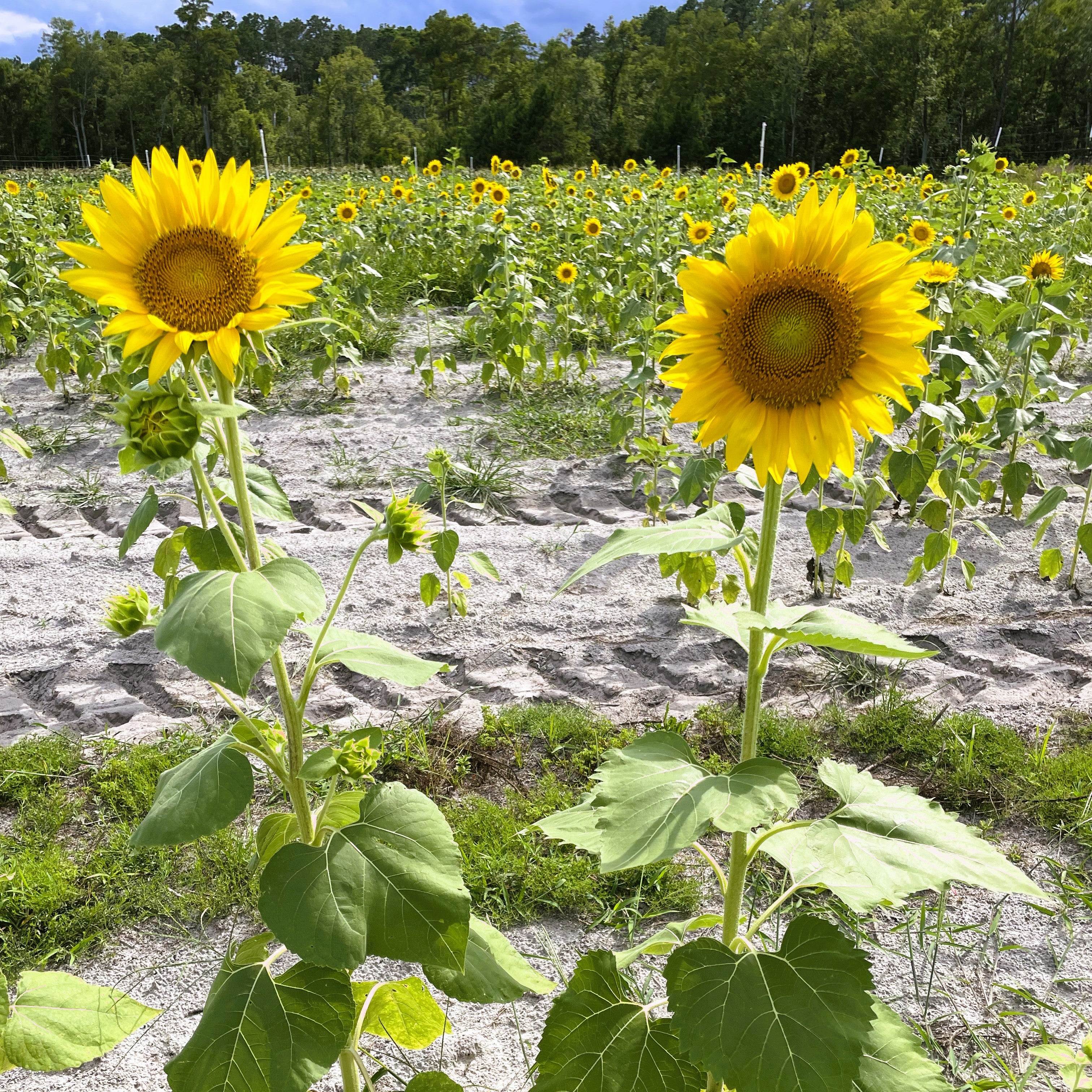 Merck Farms in Kingsland, GA (4)