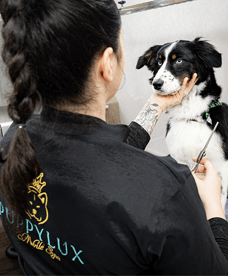 Puppylux Mobile Spa in Brisbane, CA (4)
