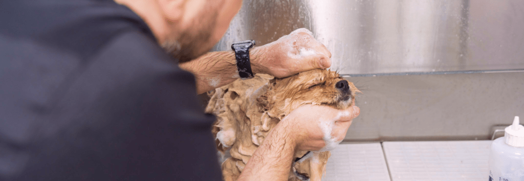 Puppylux Mobile Spa in Brisbane, CA (5)
