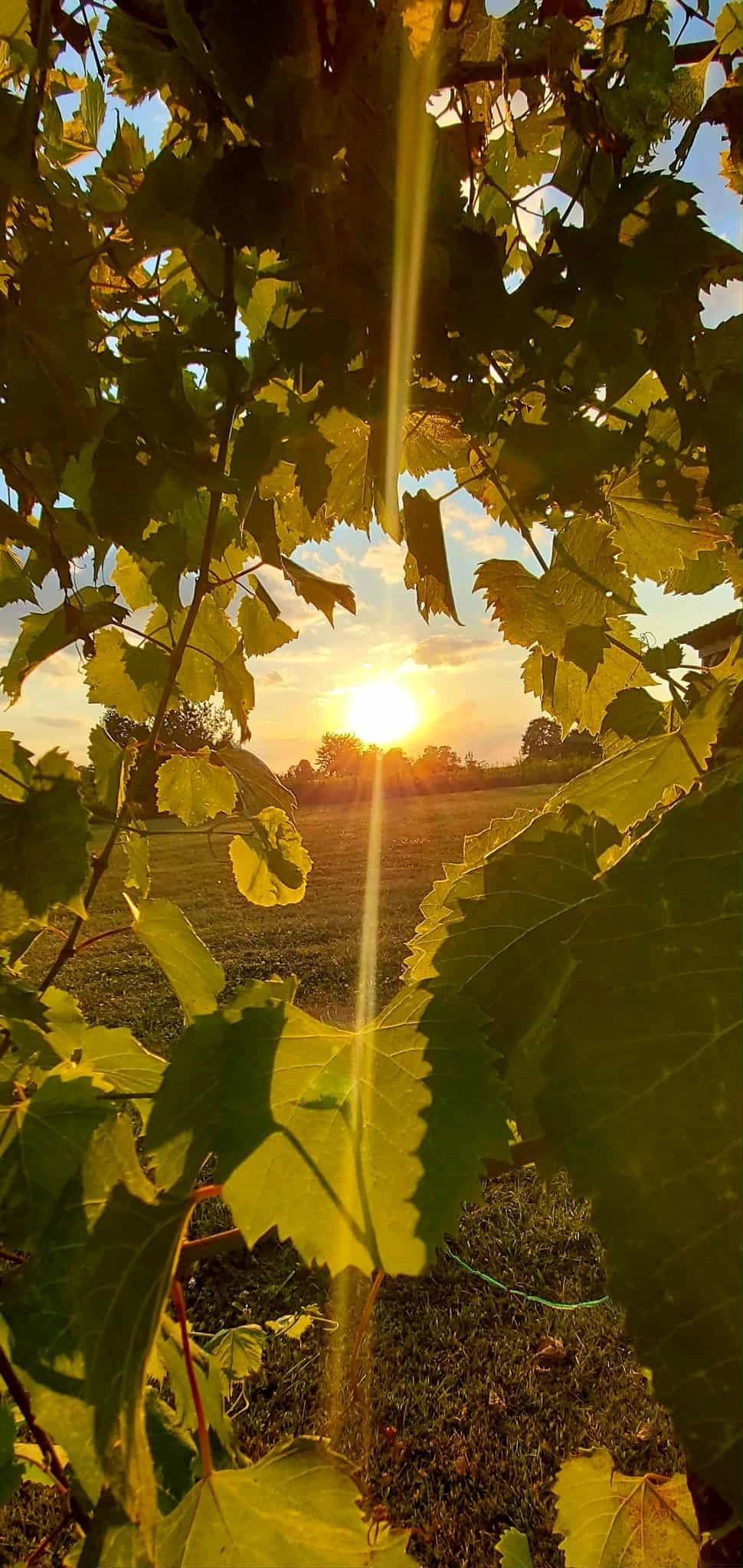Farm Hill Winery in Brookville, IN