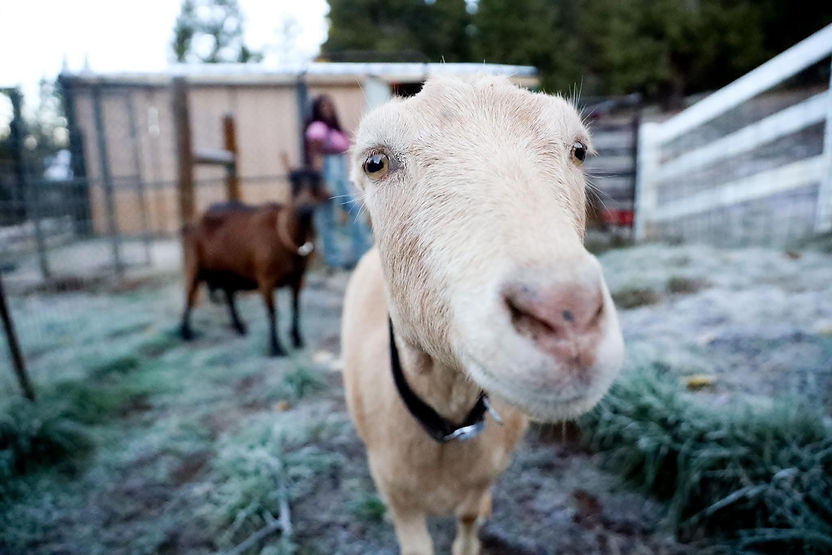 Nightingale Farms in Grass Valley, CA (2)