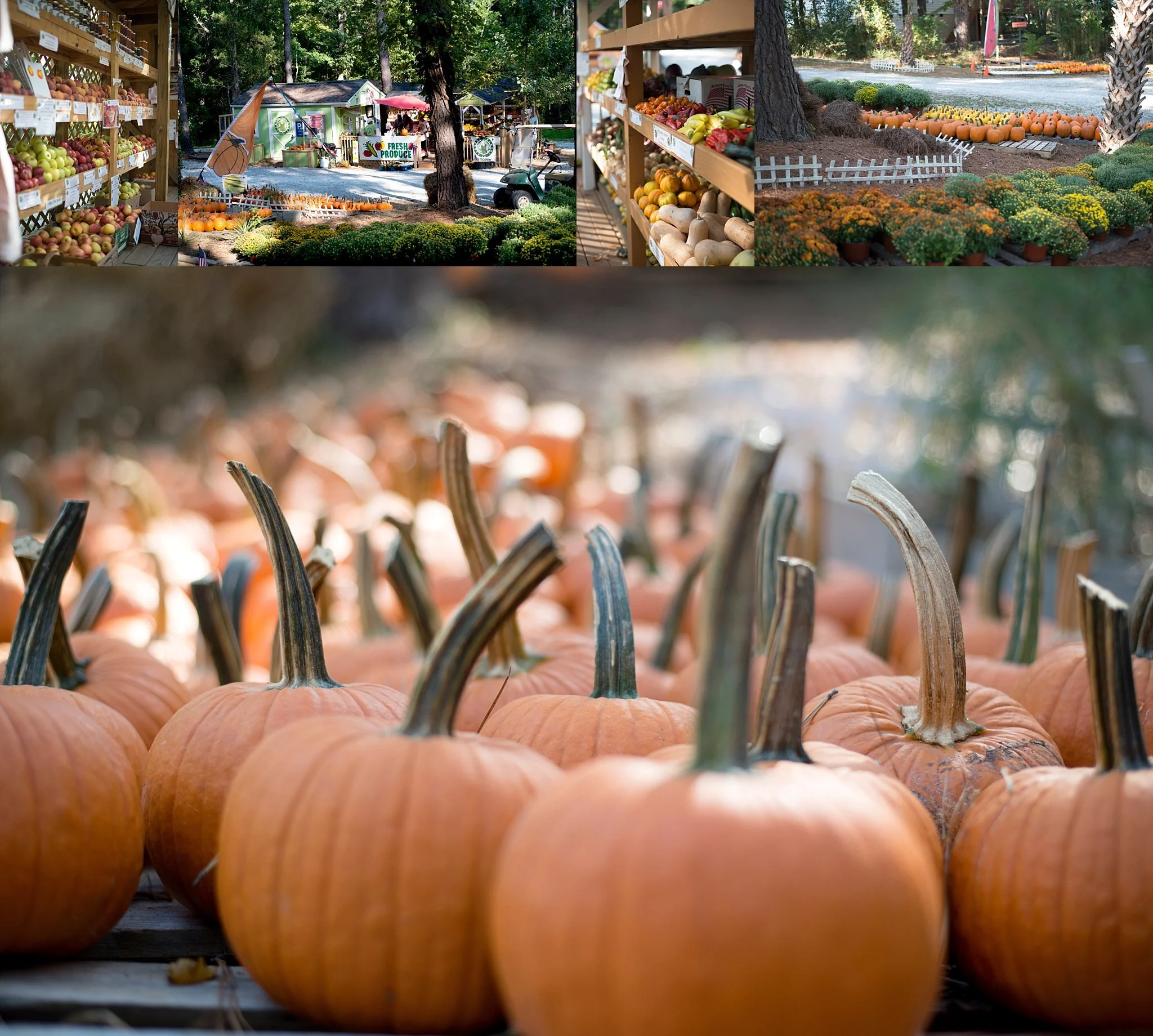 Perkins Orchard in Durham, NC (4)