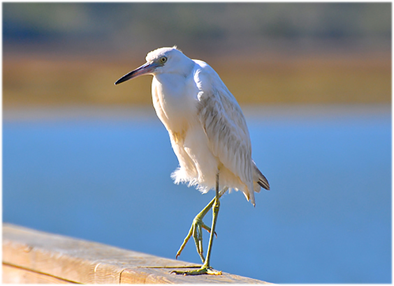 Hilton Head Island Real Estate Brokers, Inc. in Hilton Head Island, SC
