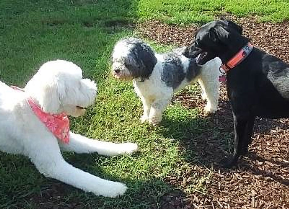 Little Ponderosa Pet Resort & Spa in Bedford, VA