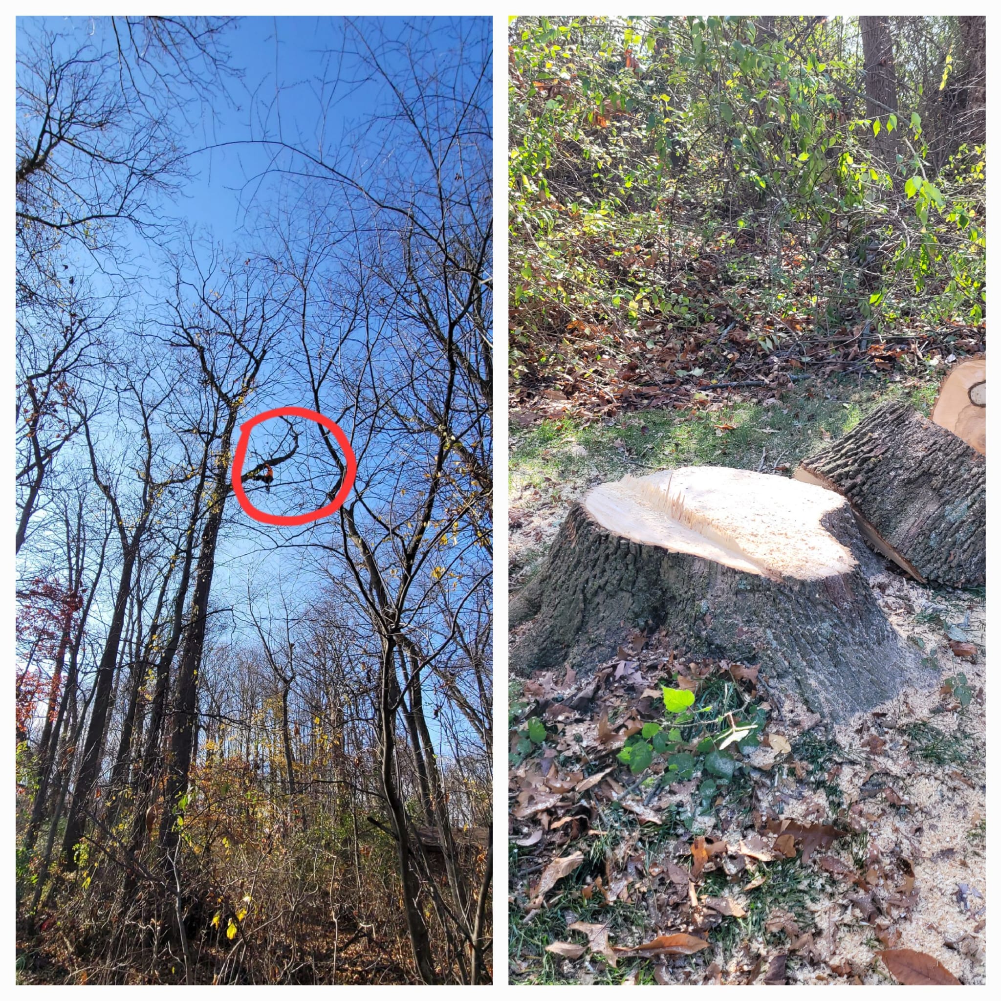 A&M TREE SERVICES LLC in West Chester, PA