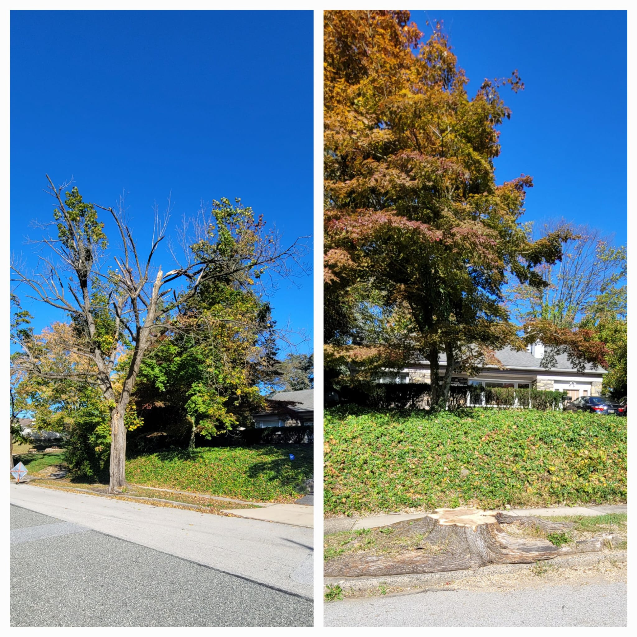 A&M TREE SERVICES LLC in West Chester, PA (2)