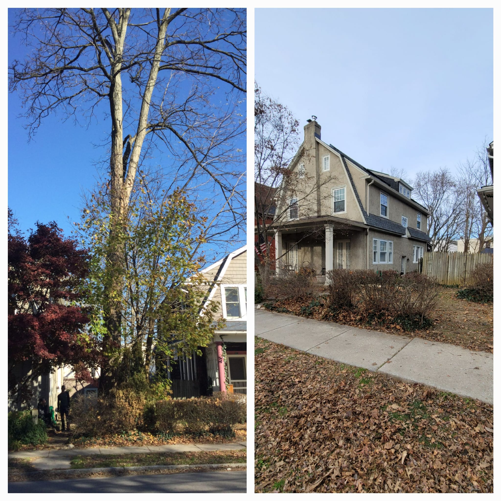 A&M TREE SERVICES LLC in West Chester, PA (4)