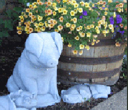 Amador Flower Farm in Plymouth, CA (2)