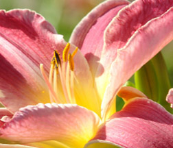 Amador Flower Farm in Plymouth, CA (3)