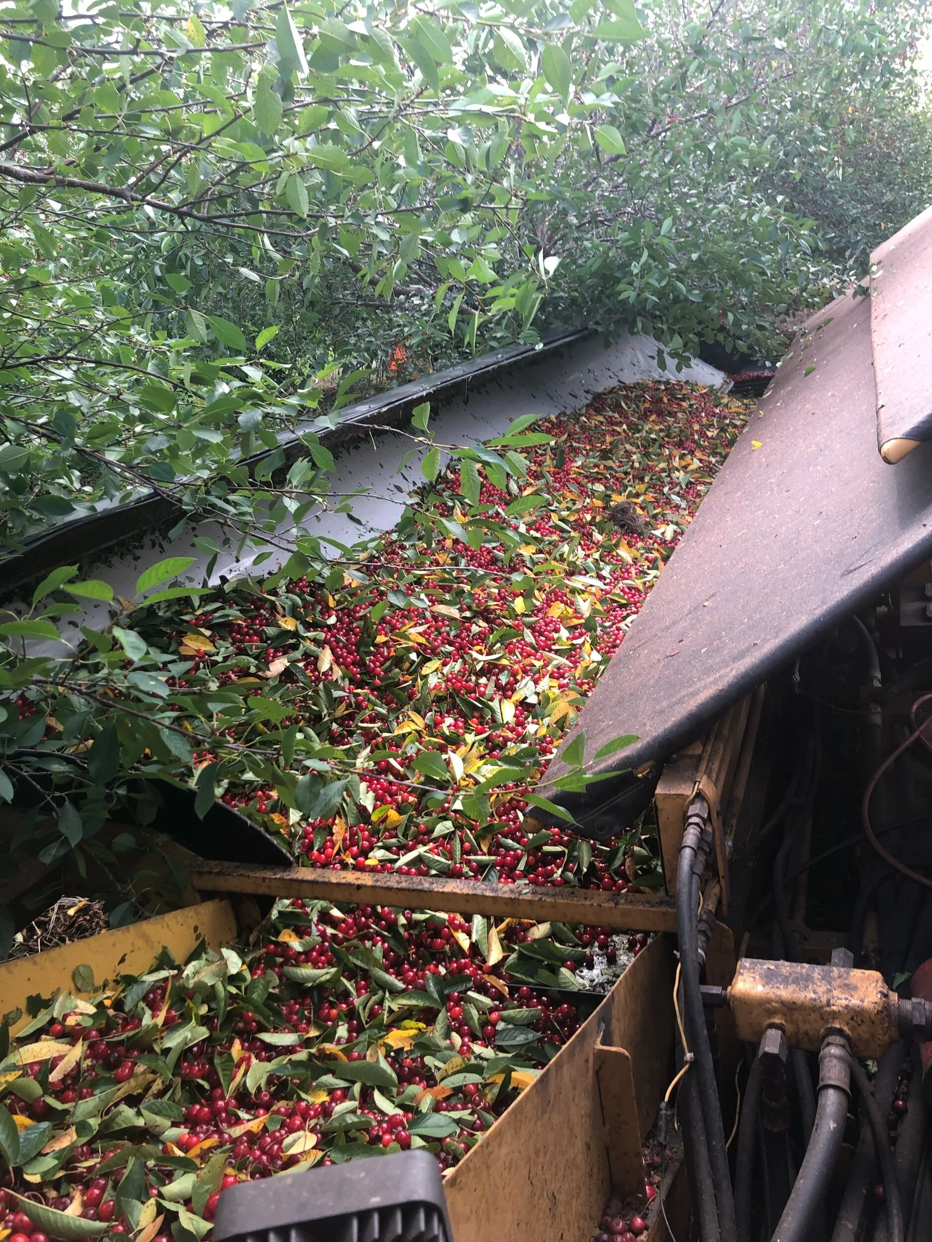 Hyline Orchard Farm Market Inc., Door County in Fish Creek, WI (2)