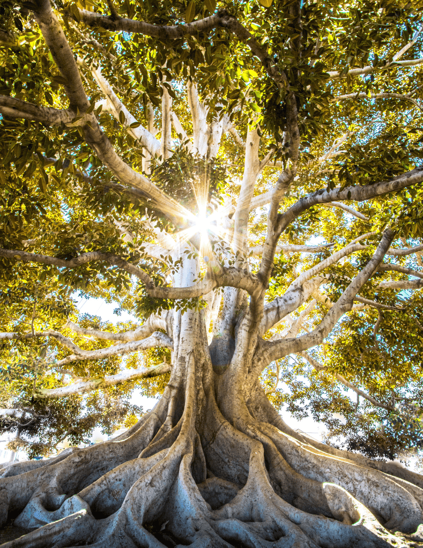 Cypress Roots Counseling in Fairfield, TX
