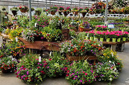 Esbenshade's Garden Centers & Greenhouse in Mohnton, PA