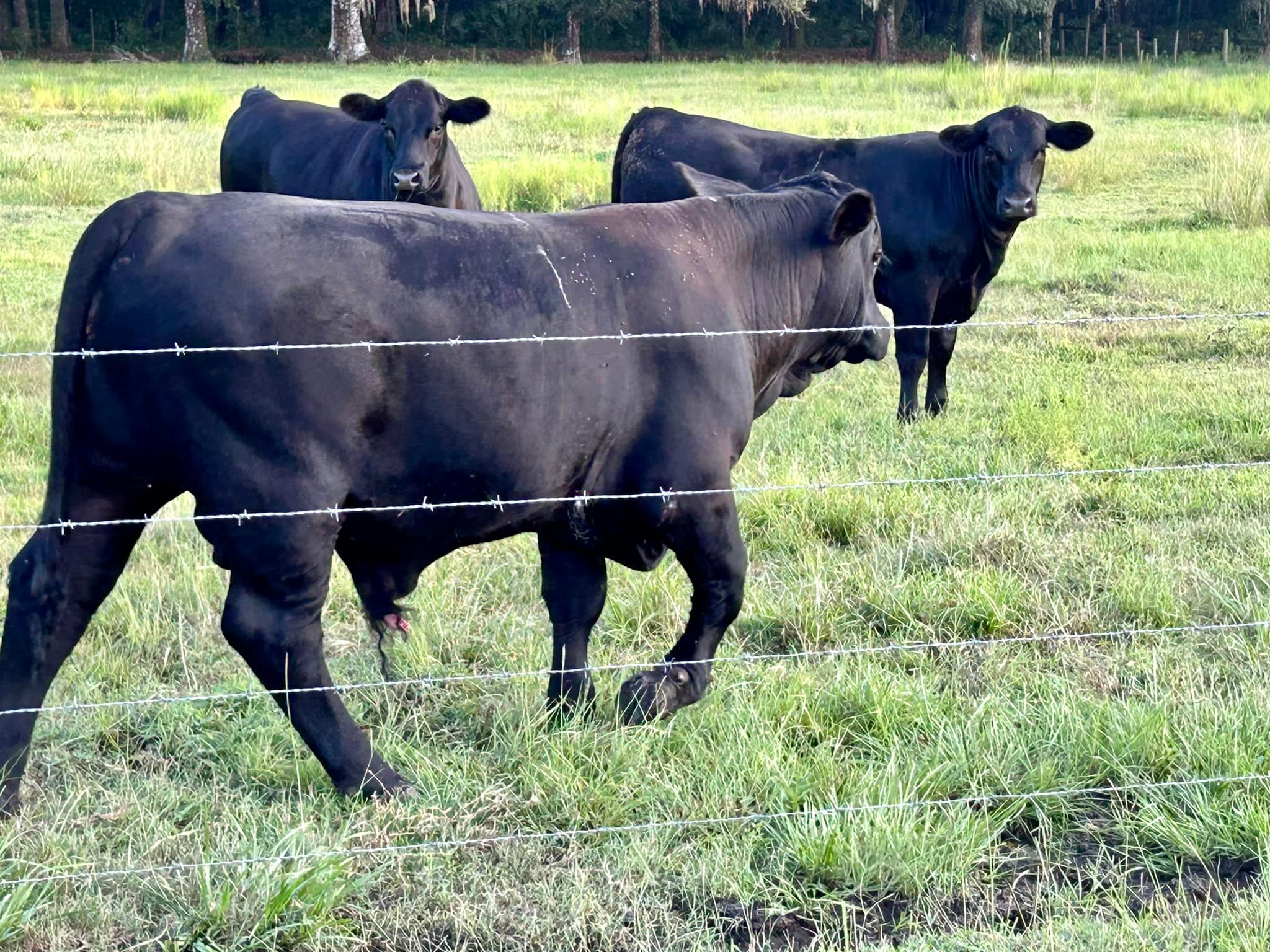 DorRay Ranch in Webster, FL (4)