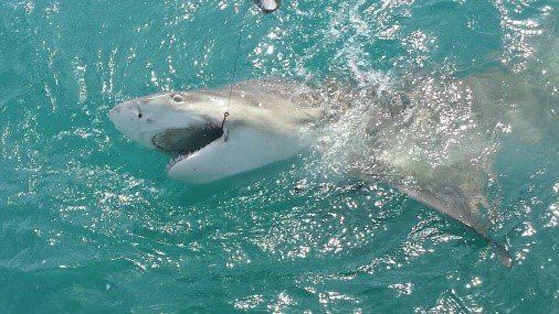 Fired Up Fishing Charters in Cape Canaveral, FL (3)