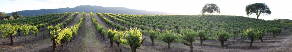 Daniel N. Canellos, CPA, P.C. in Healdsburg, CA