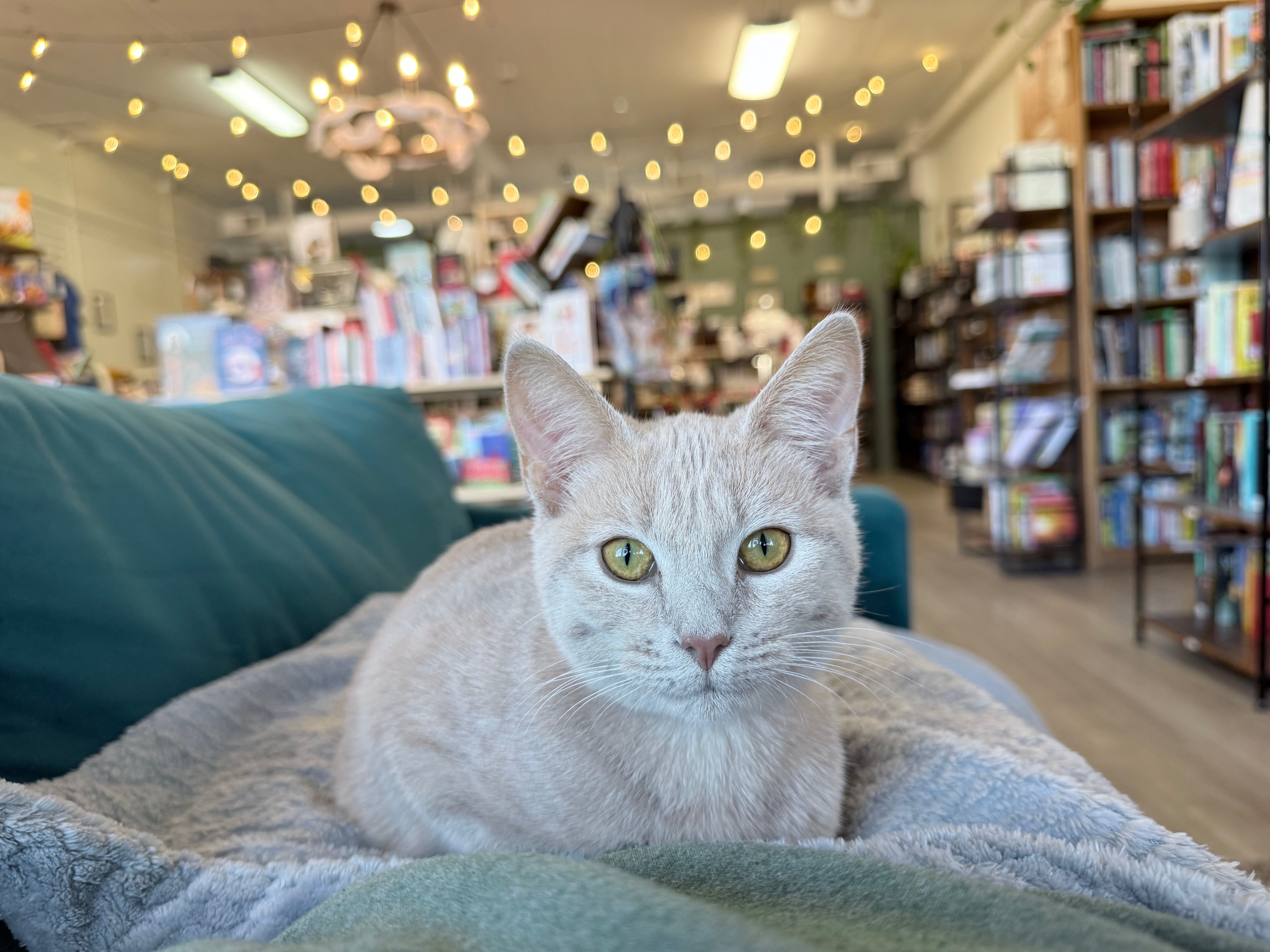 The Burrow Bookstore in Leeds, AL (2)