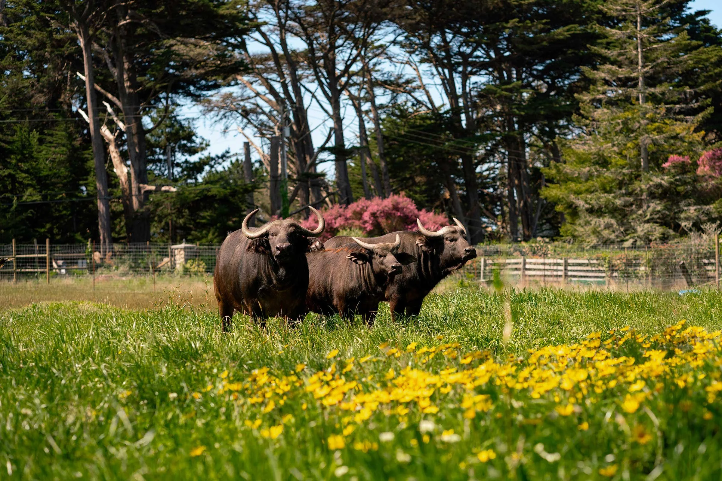 B Bryan Preserve in Point Arena, CA (3)