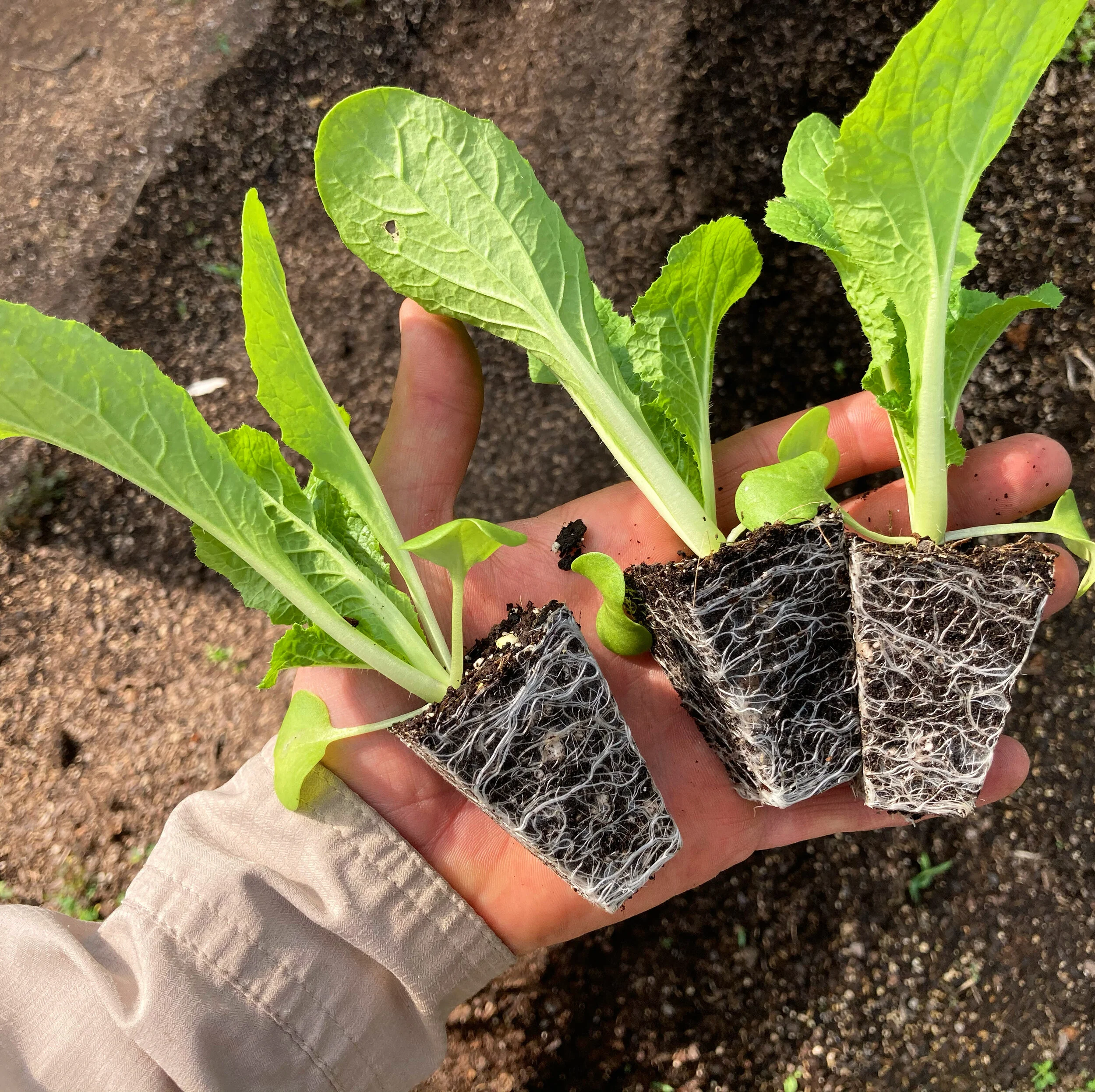 Dirtcraft Organics in Marshall, NC
