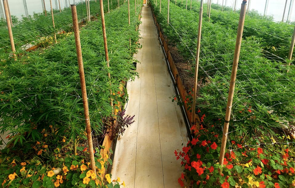 Dirtcraft Organics in Marshall, NC (4)
