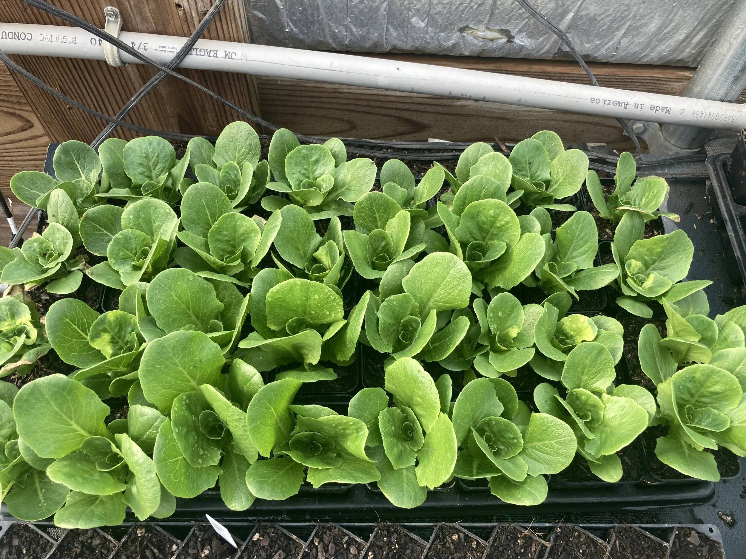 Dirtcraft Organics in Marshall, NC (6)