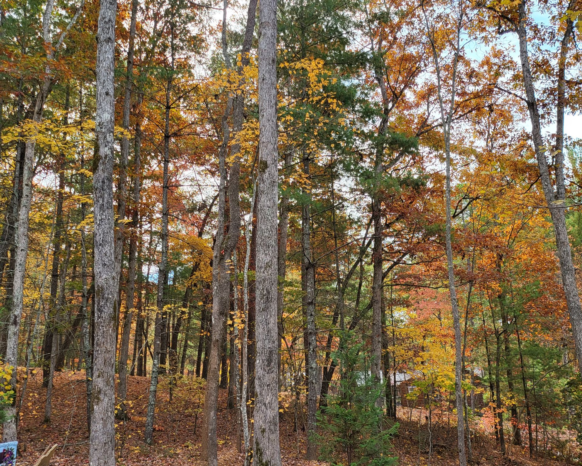 Kelley Morgan - Realtor in Morganton, GA (2)