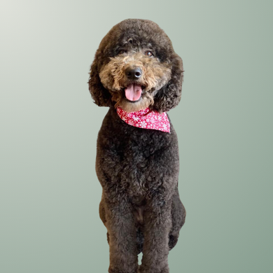 Southern Paws Dog Grooming & Spa in Ringgold, GA (5)