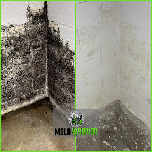 Mold Warrior in Unionville Center, OH (5)