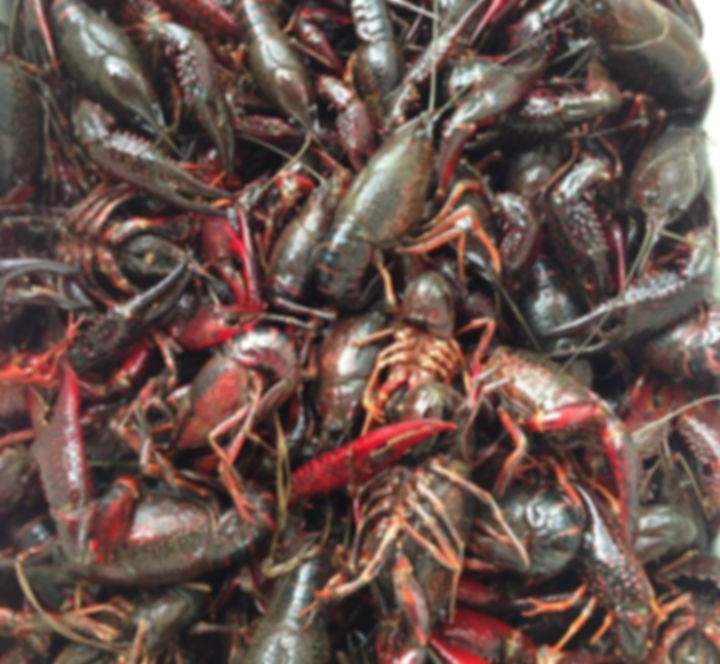 Seaux Cajun in Victoria, TX (2)