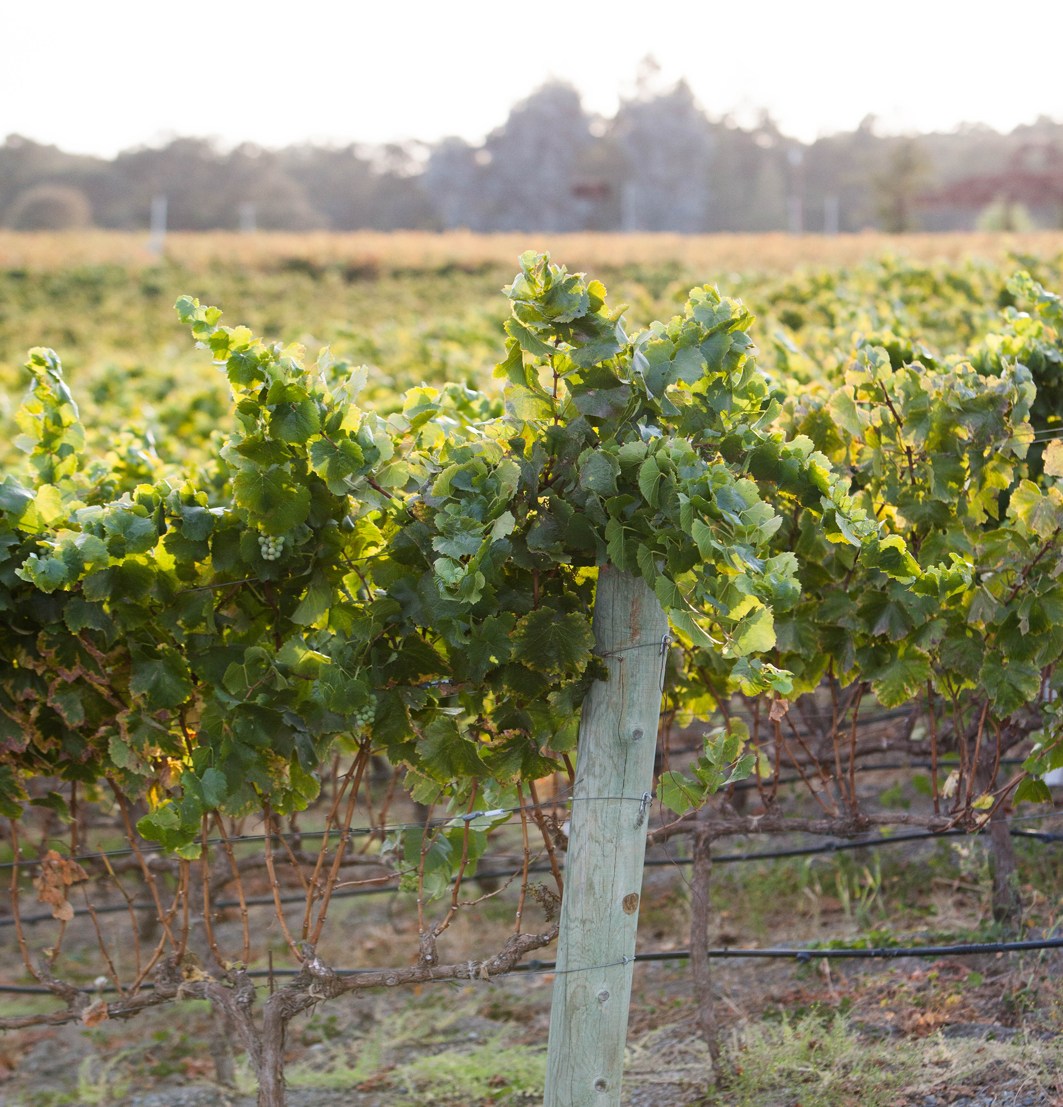 Bricoleur Vineyards in Windsor, CA (4)