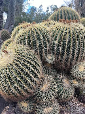 Lucille's Landscaping in Diamond Bar, CA (6)