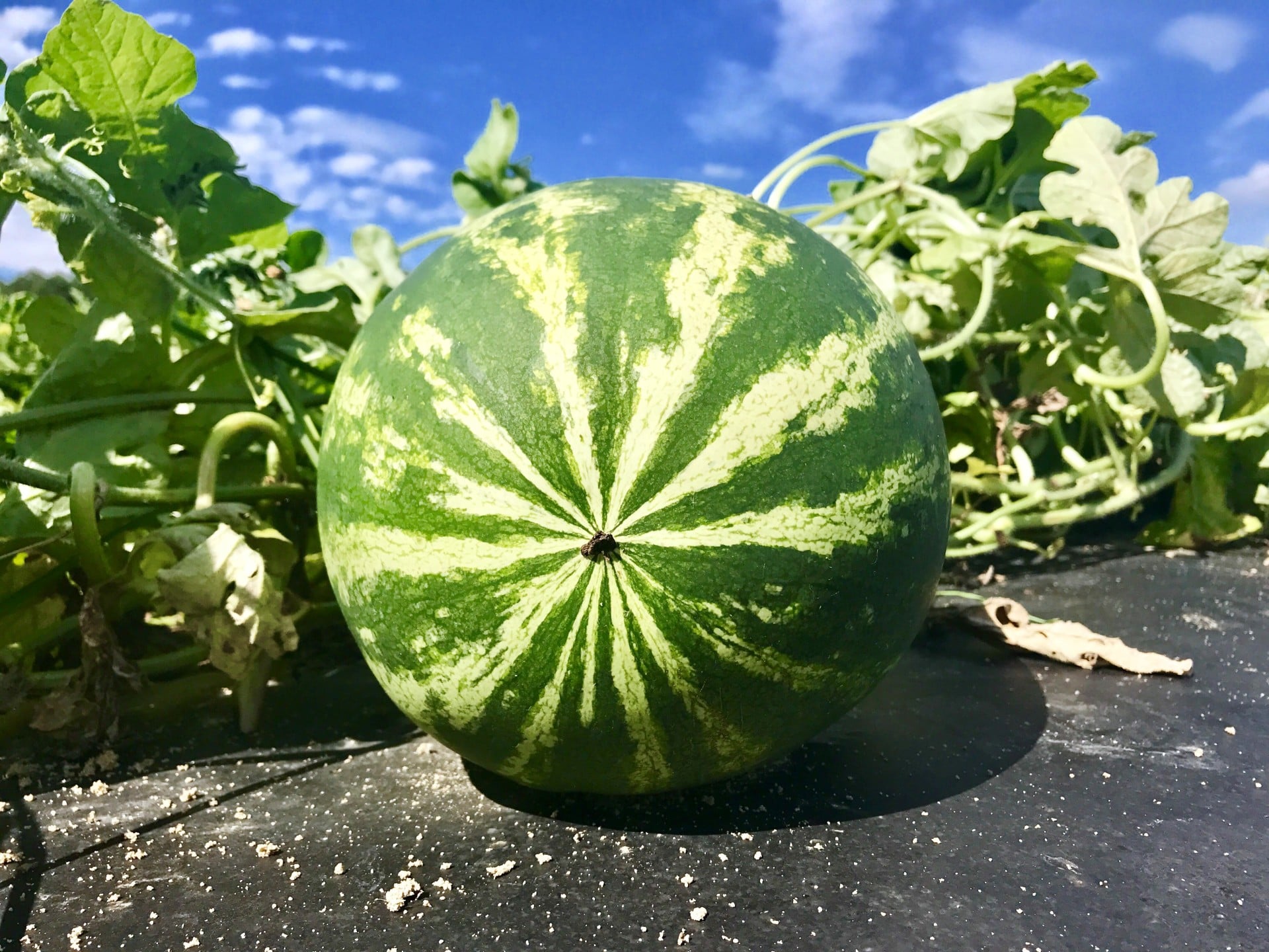 Jackson Farming Co in Autryville, NC (2)