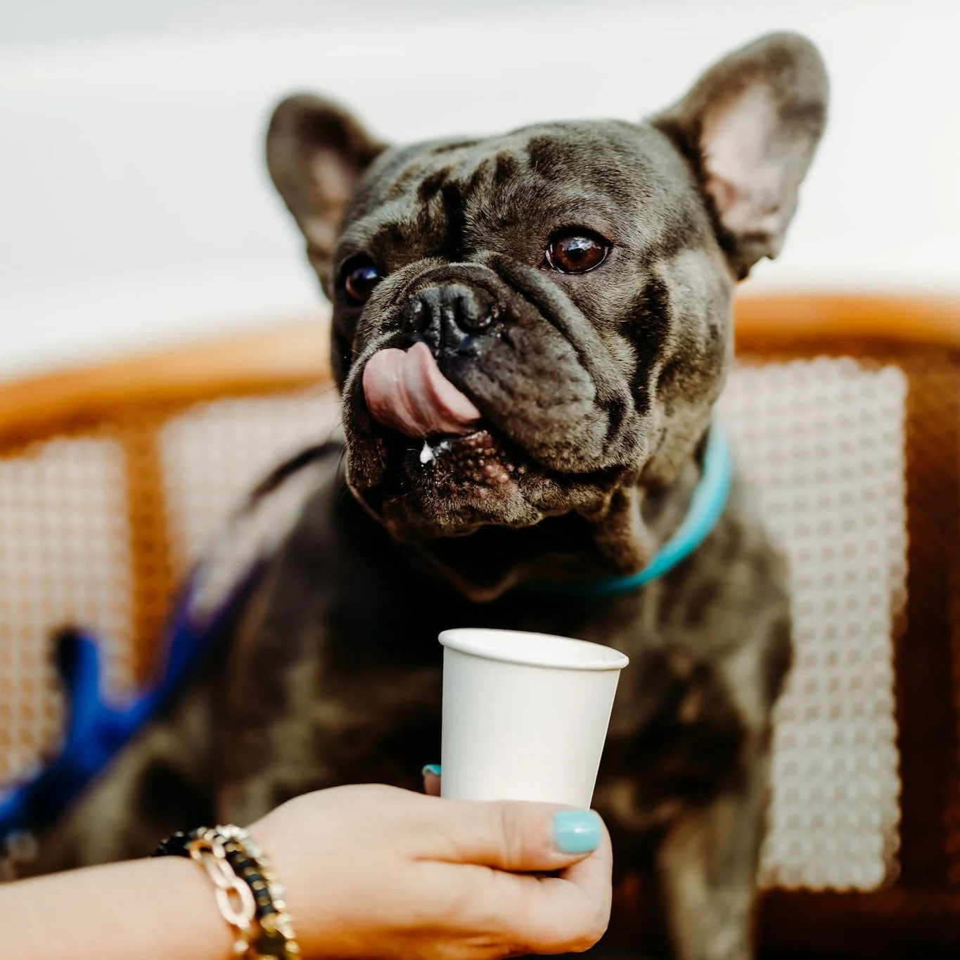 Birdies Coffee & Treats | Blowing Rock in Blowing Rock, NC (4)