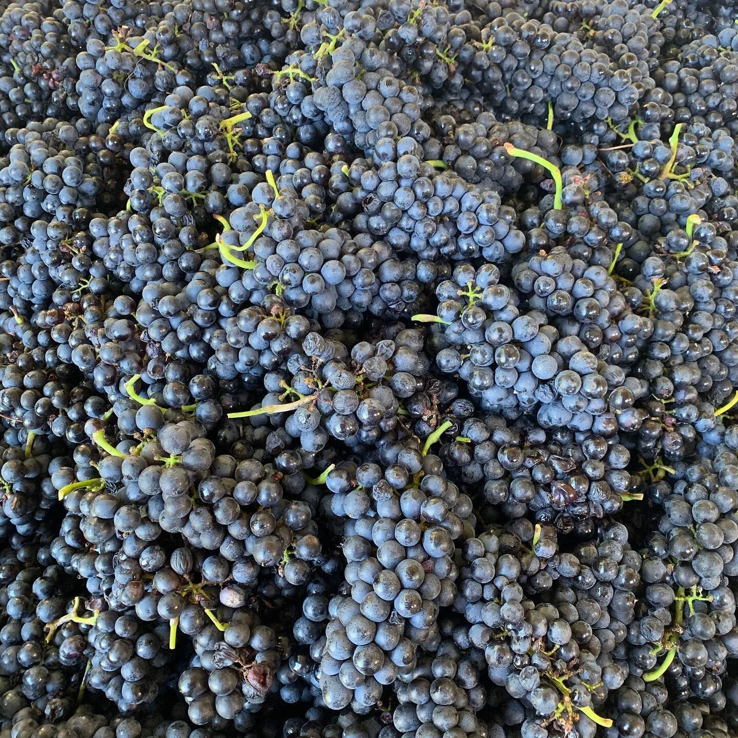 Stony Knoll Vineyards in Dobson, NC