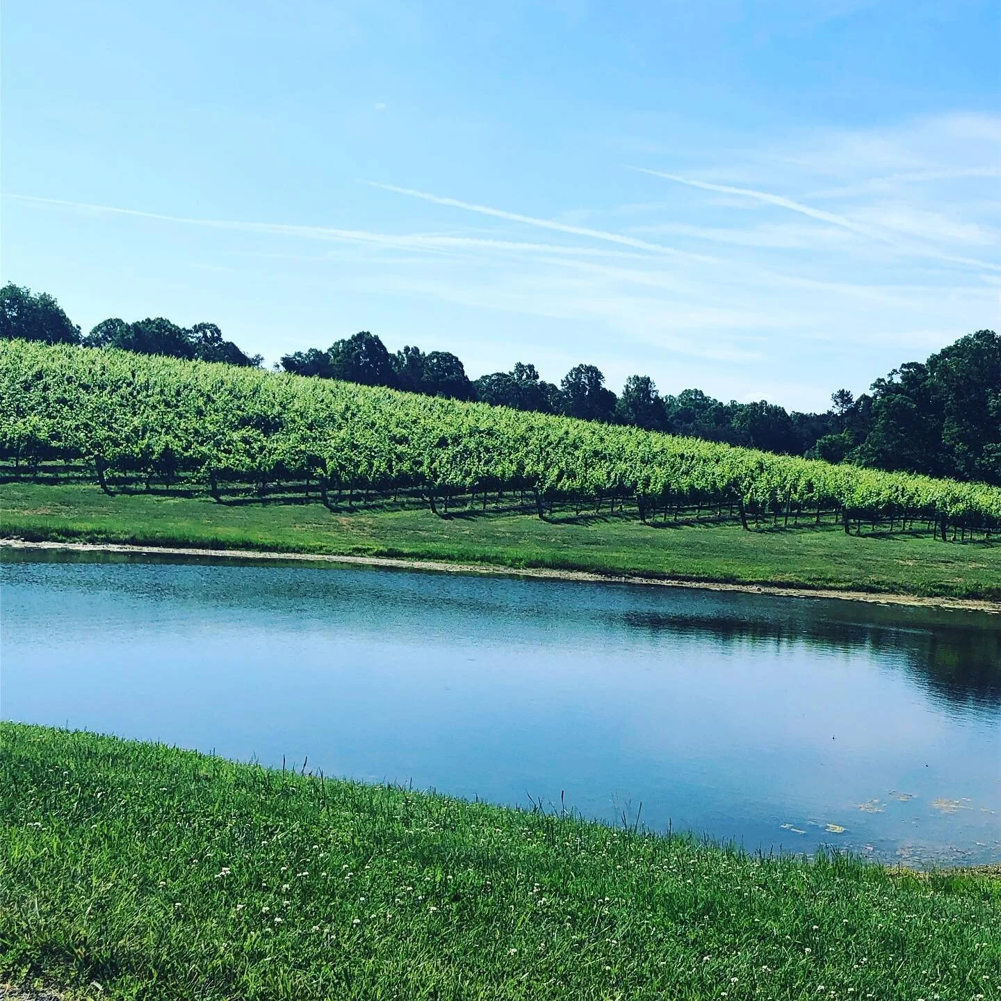 Stony Knoll Vineyards in Dobson, NC (2)