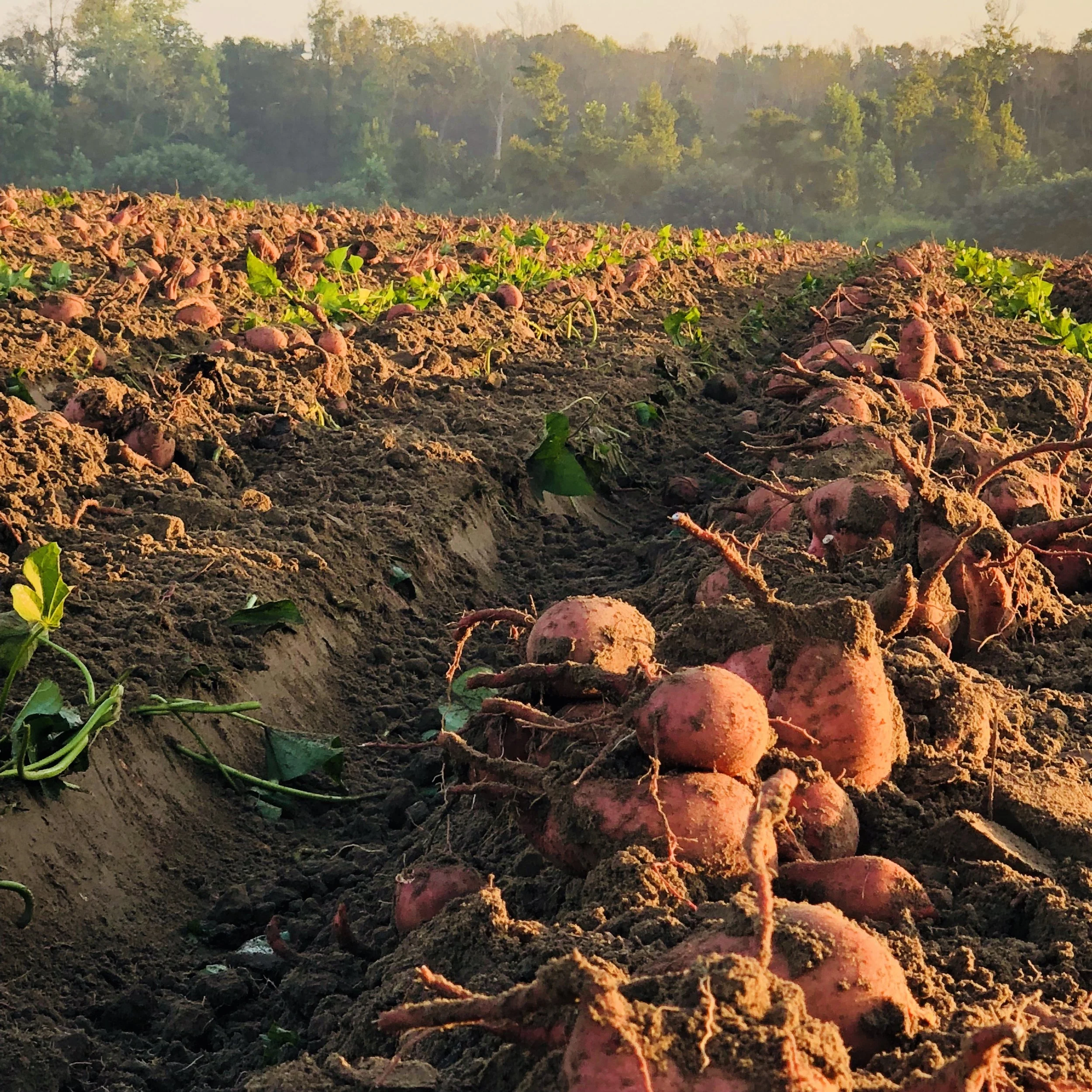 Farm Pak Products Inc in Spring Hope, NC (4)