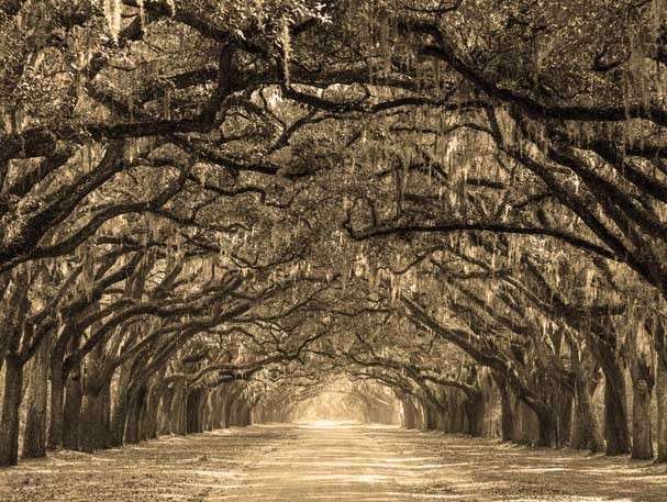 R. Scott Moore, CPA, P.C. in Douglas, GA (3)