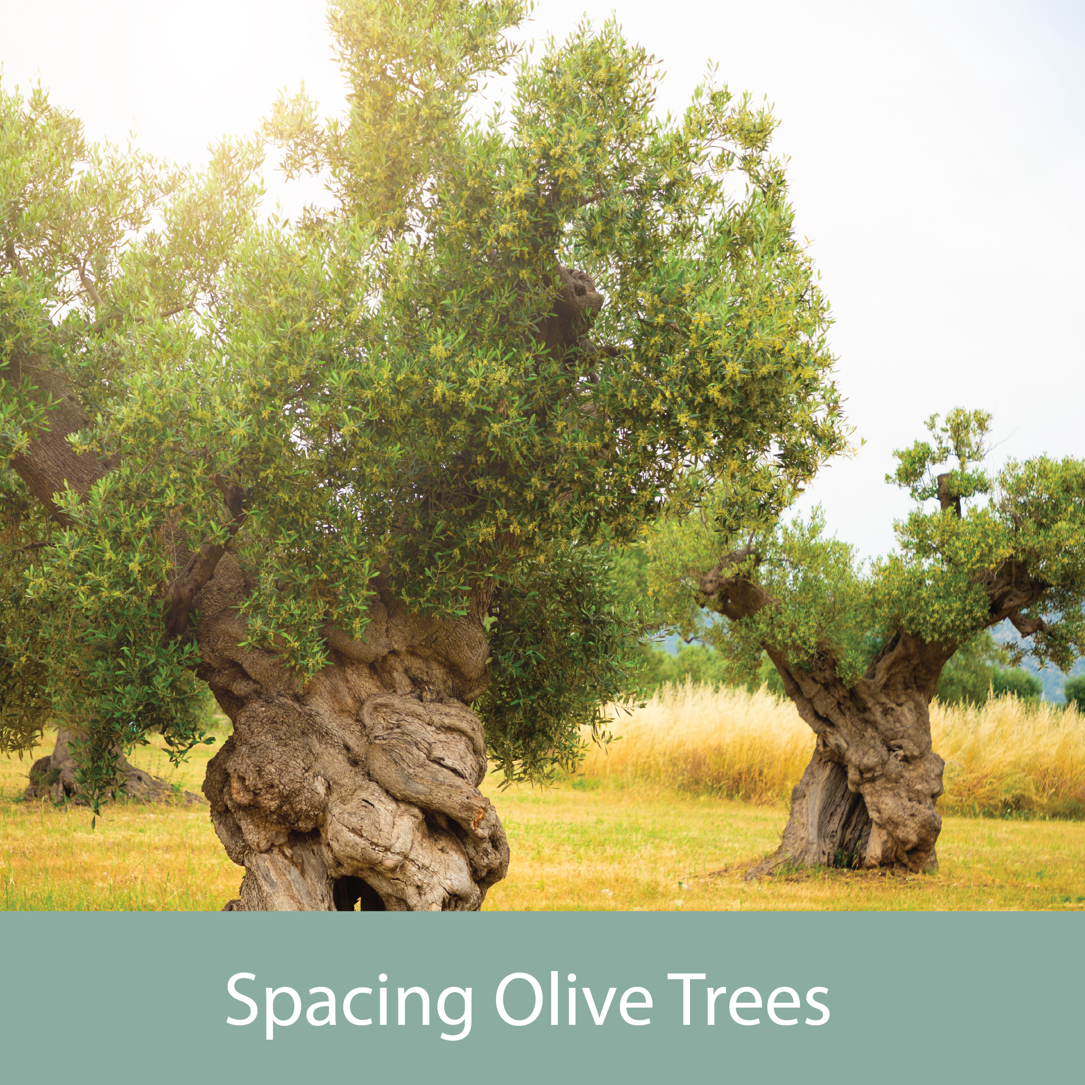 The Olive Oil Source in Santa Maria, CA