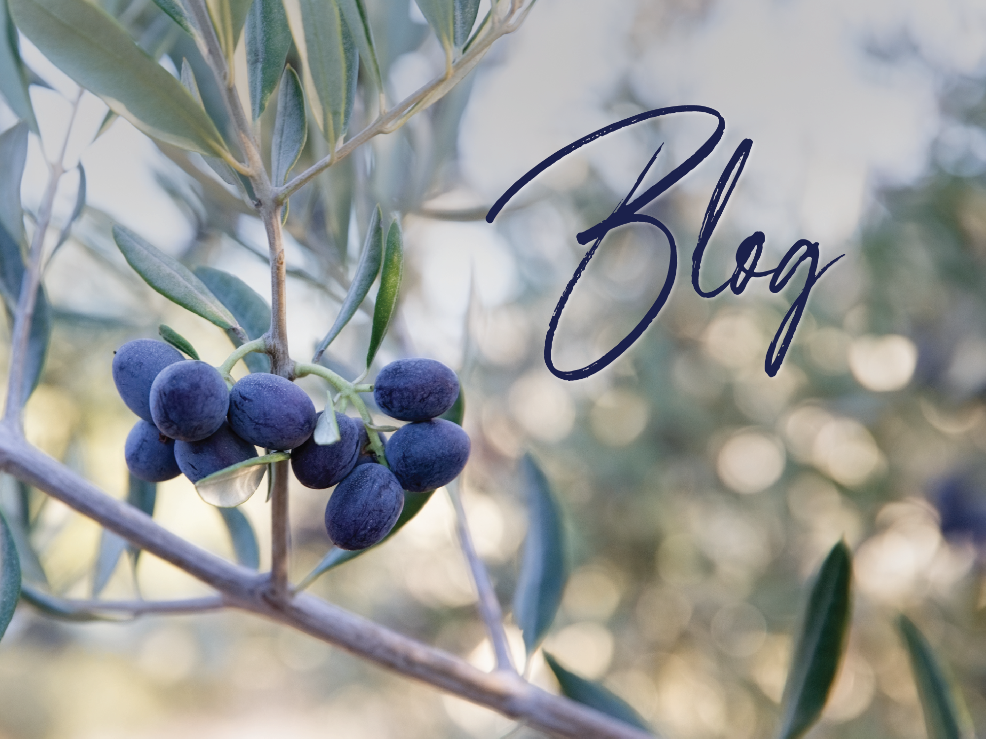 The Olive Oil Source in Santa Maria, CA (5)