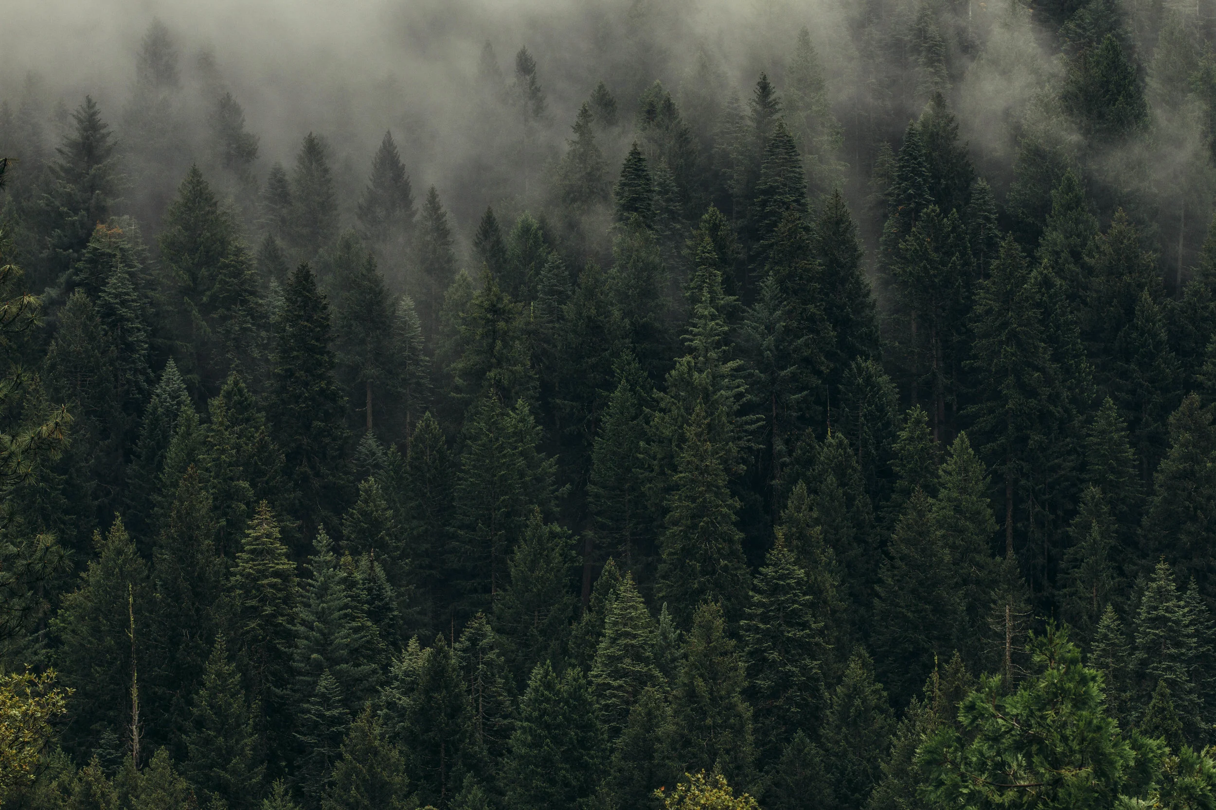 EVERGREEN Estate Planning & Elder Law in Elkin, NC (3)